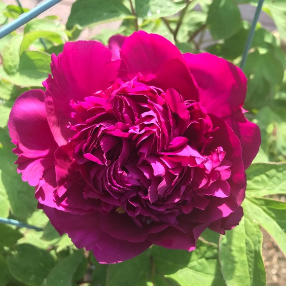 Meet your Posher, Nancy - Picture 1 of 1